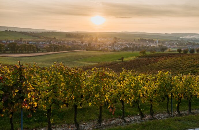 Rodinné vinařství, které kraluje světovým soutěžím